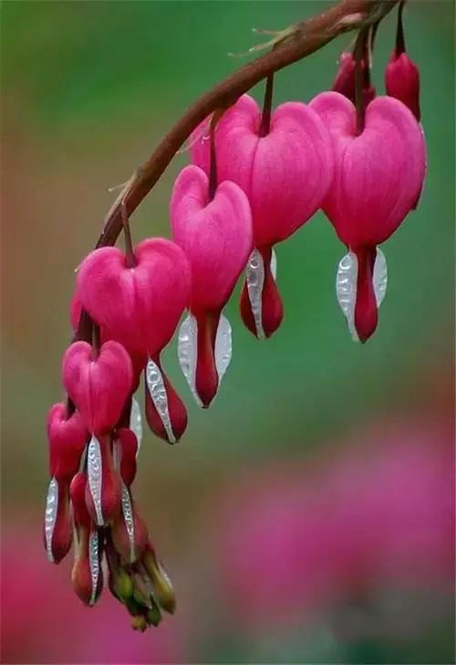 鲜花2