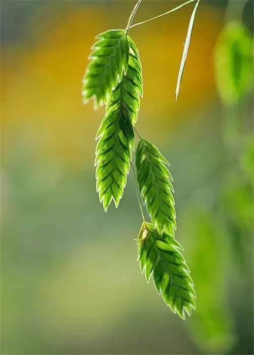 鲜花3