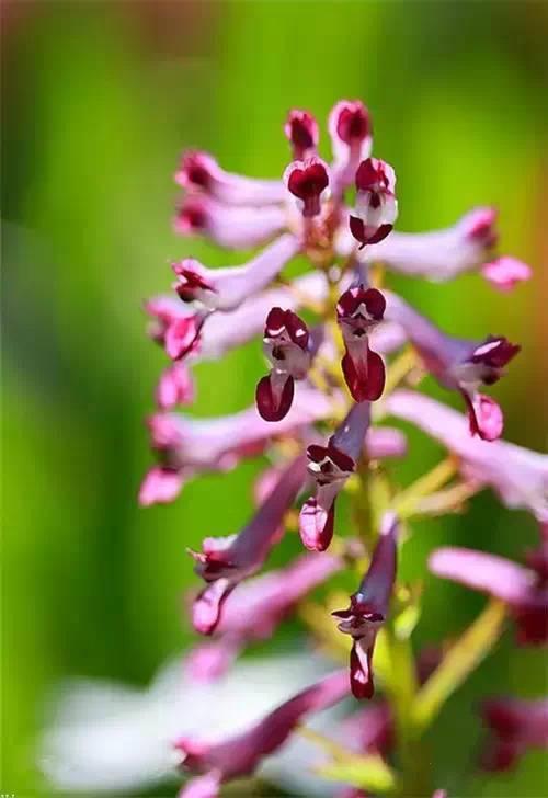 鲜花4