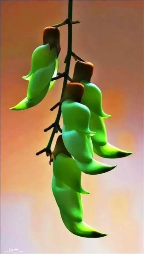 鲜花6