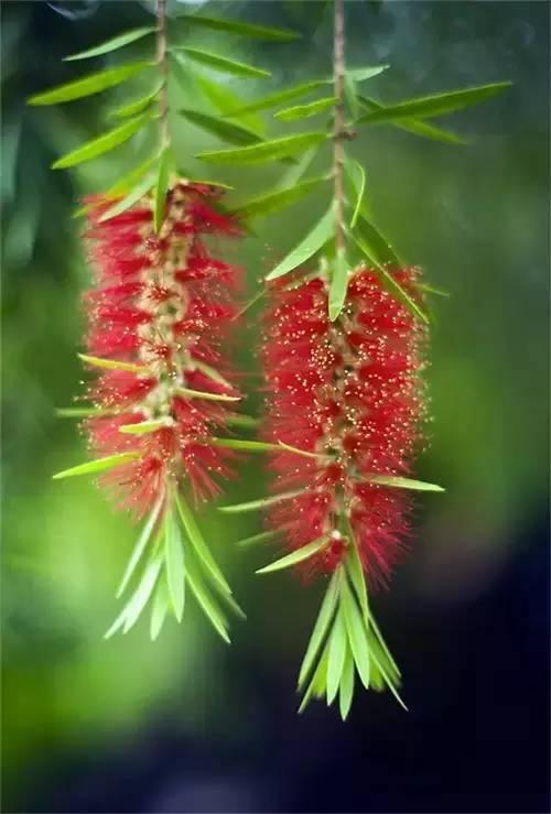 鲜花7