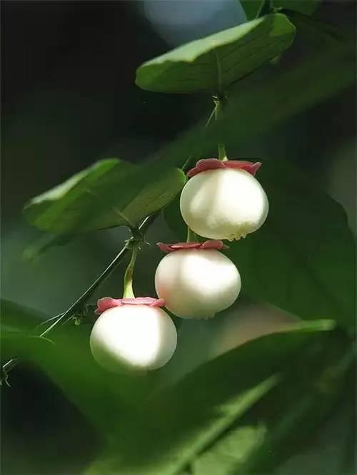 鲜花8