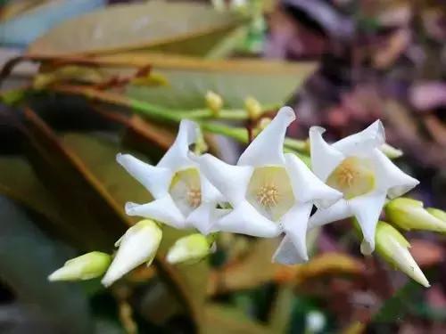 鲜花9