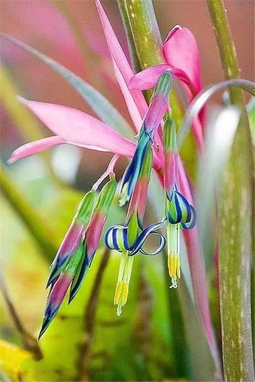 鲜花10