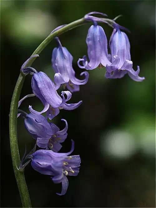 鲜花11