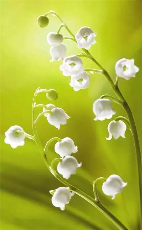 鲜花14