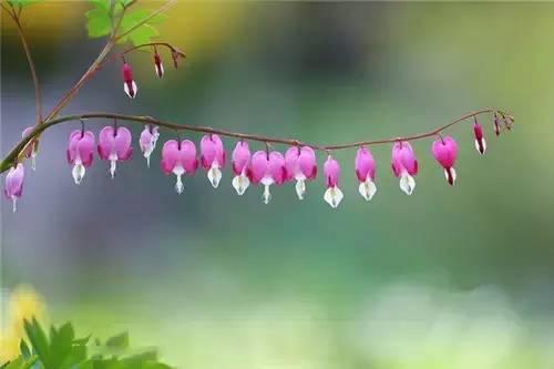 鲜花15