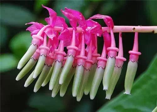 鲜花20
