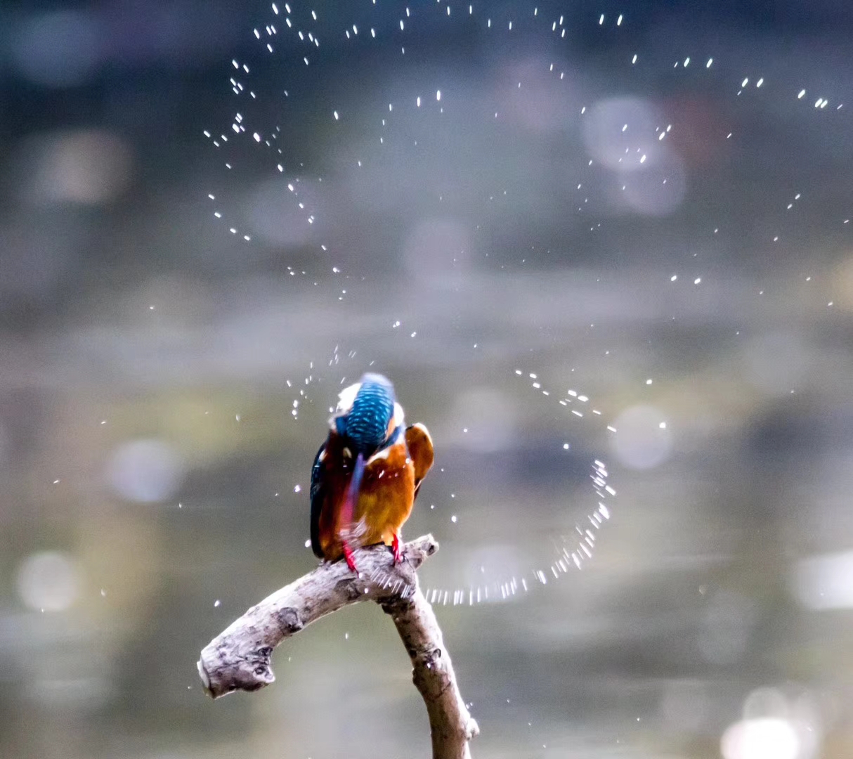 翠鸟百花潭