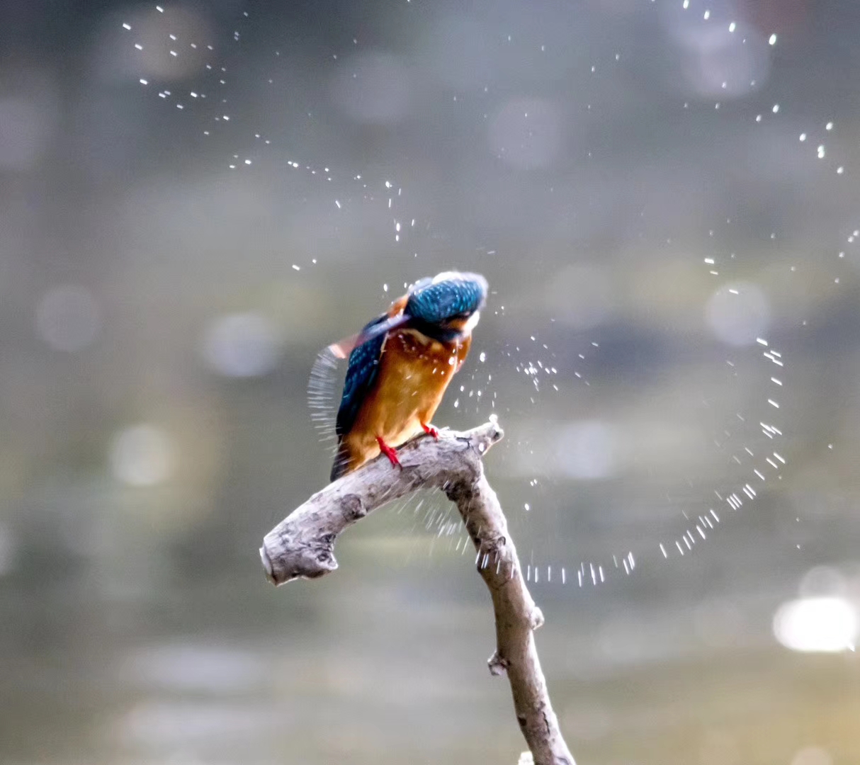 翠鸟百花潭