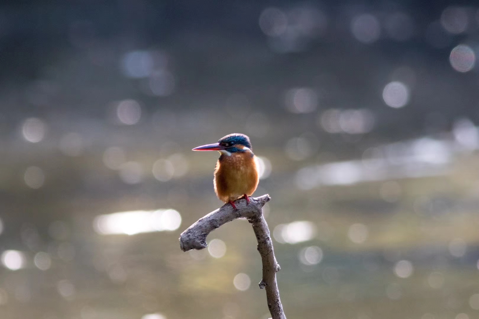 翠鸟百花潭