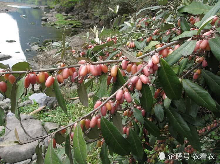 给你们看一个好吃的