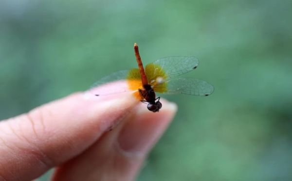 网络主播红蜻蜓在线直播……
